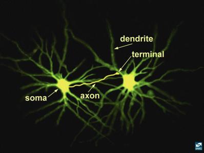 Neuron_structure_NIH